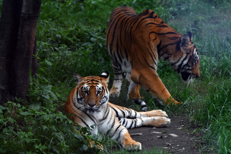 Tigres de bengala reais gesticulam em seu recinto no zoológico central de Lalitpur, nos arredores de Katmandu, em 29 de julho de 2022. O Nepal quase triplicou sua população de tigres selvagens, anunciaram autoridades na sexta-feira, em uma vitória para os esforços do país do Himalaia para ajudar o grandes felinos abrem caminho de volta da extinção (Foto: Prakash MATHEMA / AFP)