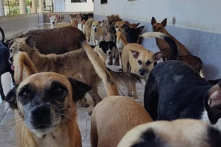 Nosso Lar é um abrigo de cães localizado em Caucaia