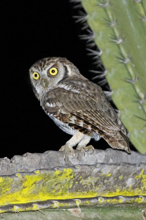 O caburé (Glaucidium brasilianum) se alimenta de outras aves, de insetos, rãs, lagartixas e pequenas cobras. (Foto: Fábio Nunes / Acervo pessoal)