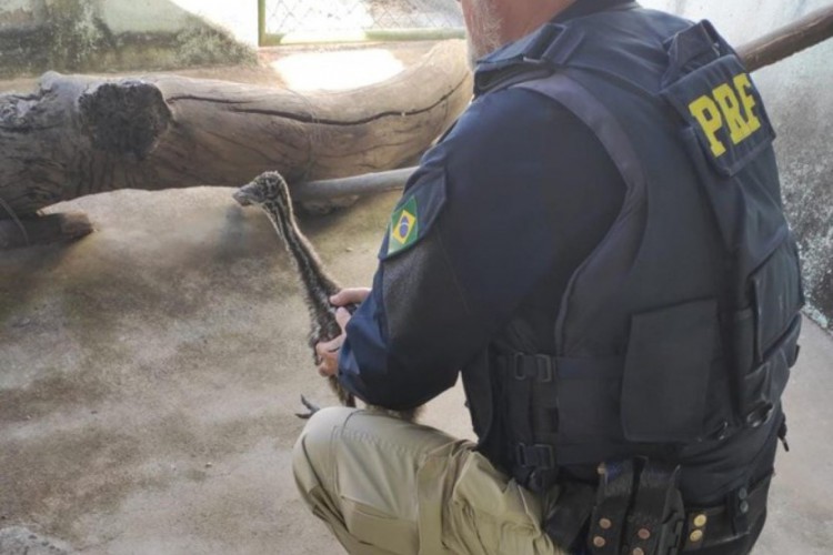 O indivíduo carregava no carro um Emu Australiano (Dromaius novaehollandiae) e duas Pombas da Guiné (Columba guinea), aves exóticas originárias das faunas australiana e subsaariana, respectivamente.