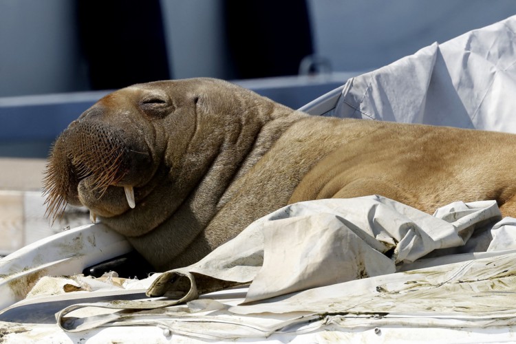 Foto de arquivo tirada em 19 de julho de 2022 mostra uma jovem morsa apelidada de Freya descansando em um barco em Frognerkilen, Fiorde de Oslo, Noruega. Freya, que atraiu multidões enquanto se aquece ao sol do fiorde de Oslo, foi sacrificada, disseram autoridades da Noruega no domingo, 14 de agosto de 2022. 