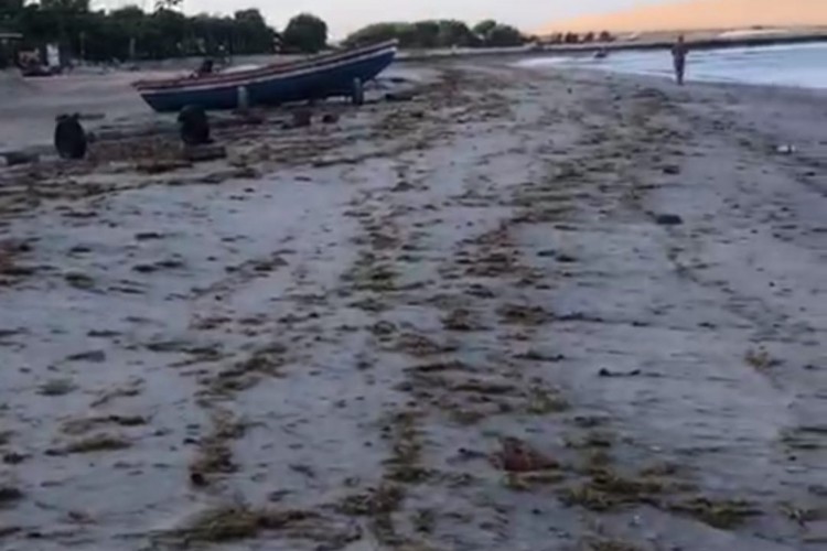 Acúmulo de algas em Jericoacoara chamou atenção dos banhistas