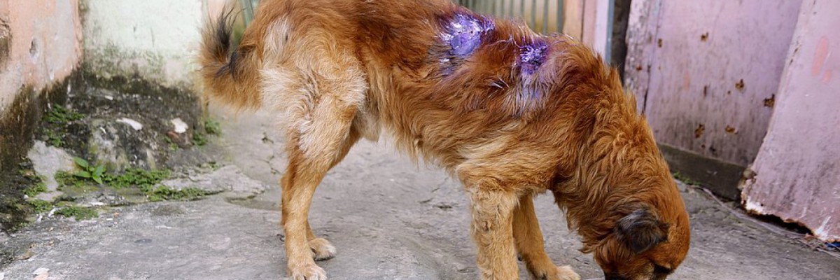 Cachorro de moradora foi baleado