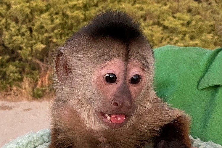 Macaco é suspeito de ligar para a polícia de zoológico dos EUA