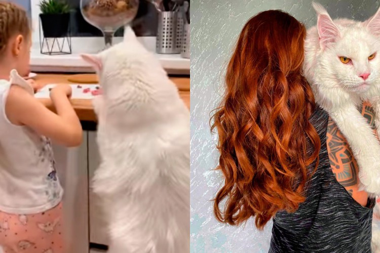 Kefir pertence a raça maine coon. Elas  são considerados uma das maiores raças de gatos domésticos