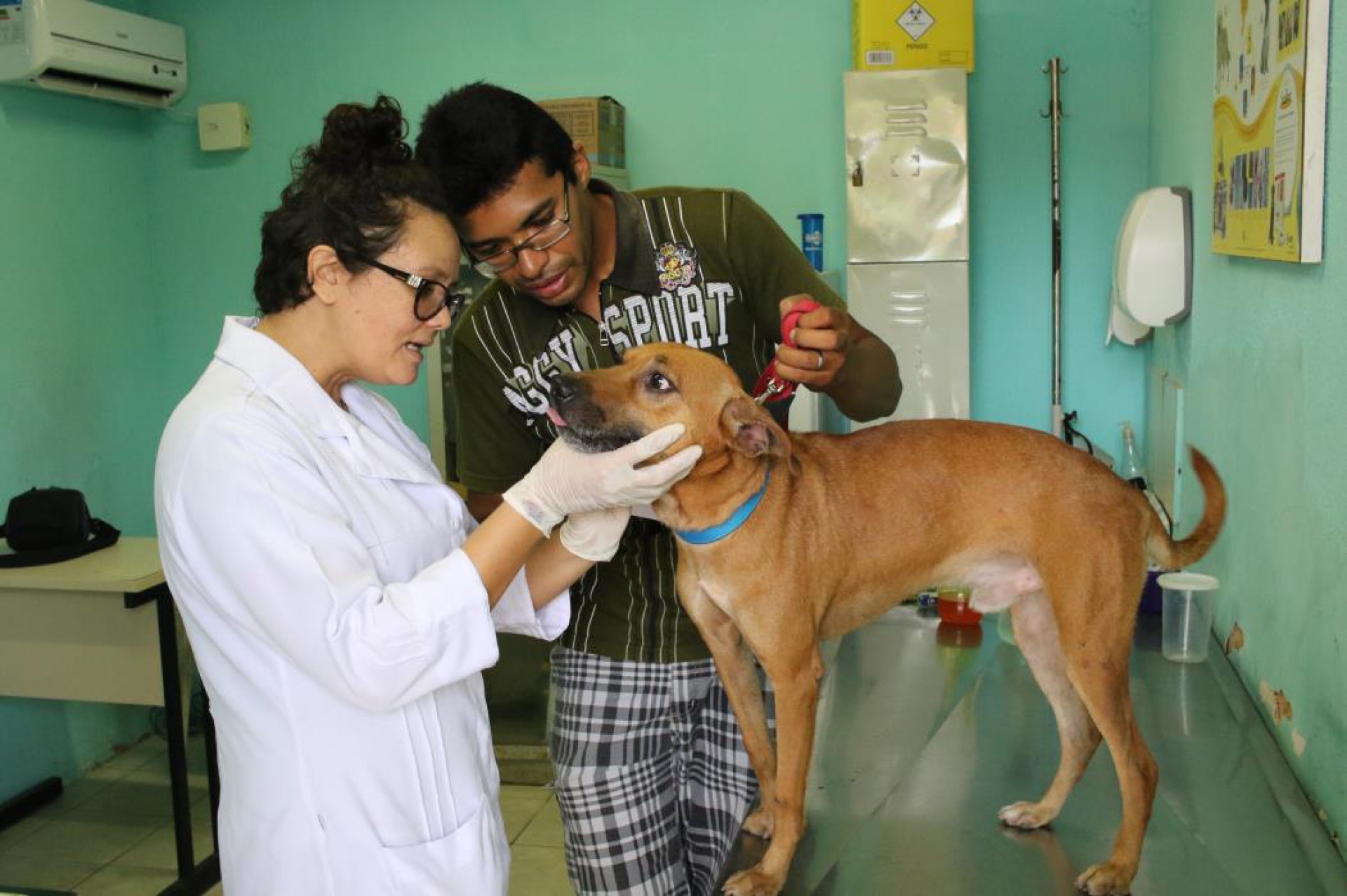 Foto de apoio ilustrativo. Os profissionais da área animal podem realizar vacinação antirrábica como profilaxia pré-exposição em 35 postos de saúde de Fortaleza