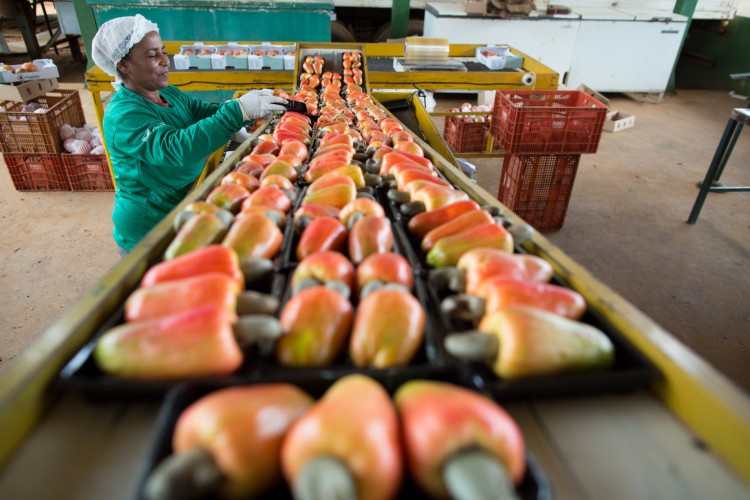 ￼CAJU foi a fruta que mais teve redução de preço