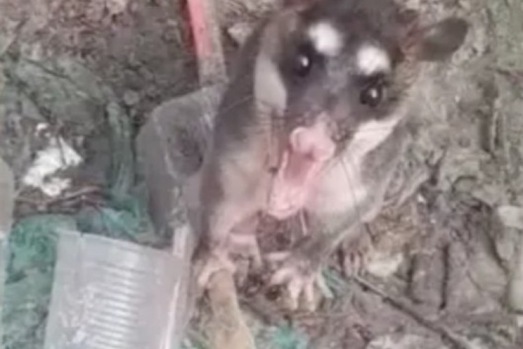 Gambá armado com garfo de madeira enfrenta guarda marítimo em vídeo 