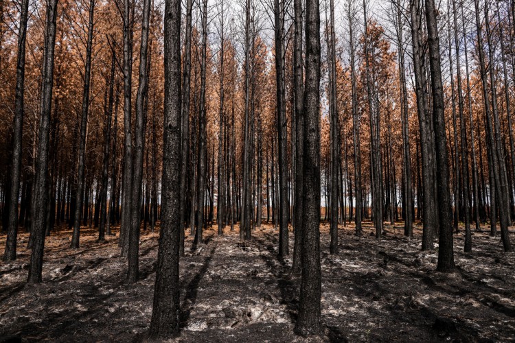 Esta fotografia tirada em 7 de setembro de 2022 mostra a floresta perto de Hostens, que ardeu durante os incêndios de Landiras no sudoeste da França