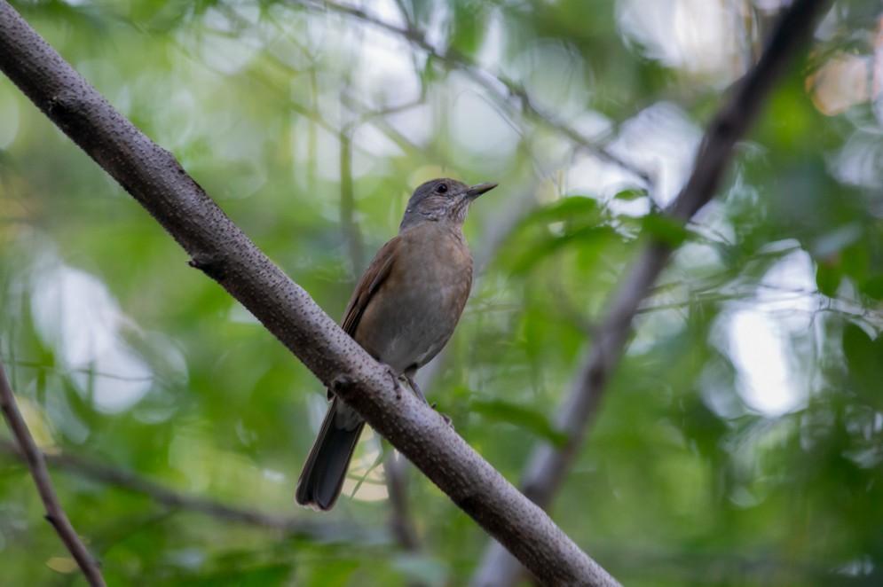 Extinção ameaça pelo menos 80 espécies de aves, répteis e anfíbios