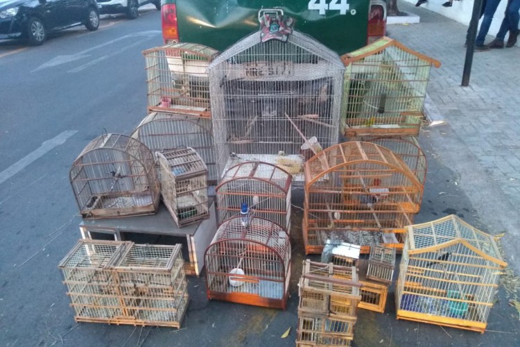 Gaiolas de aves silvestres são encaminhadas para delegacia e ONG para proteger animais e providenciar sua volta à natureza