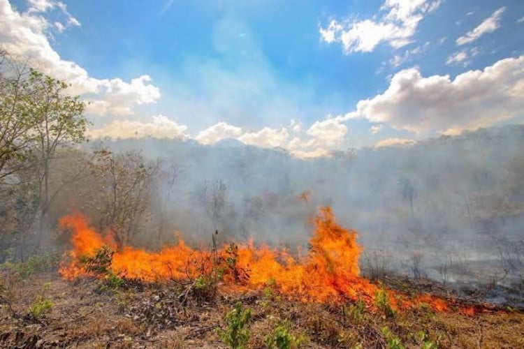 ￼POR CAUSA DO clima seco, incêndios são comuns na região do Cariri