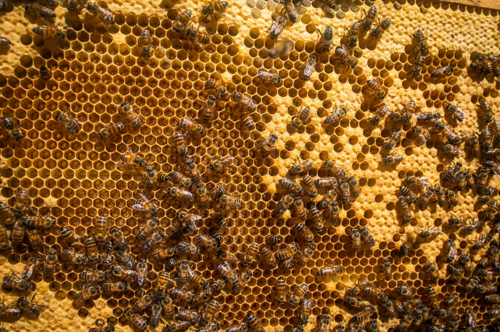 Criação de abelhas, mel de abelha, apicultura.