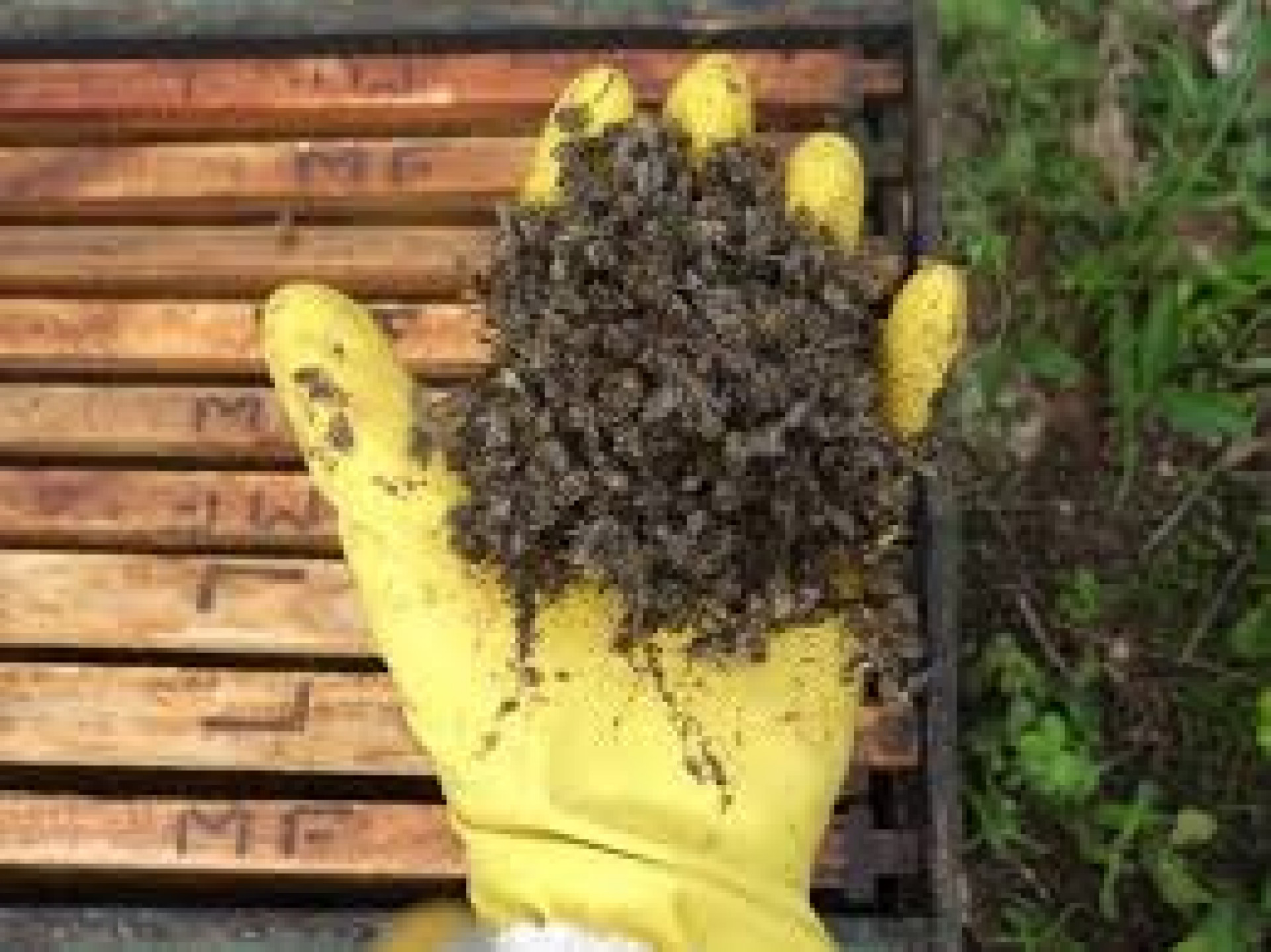 Morte de abelhas tem preocupado produtores da região da Chapada do Apodi (Foto: divulgação)