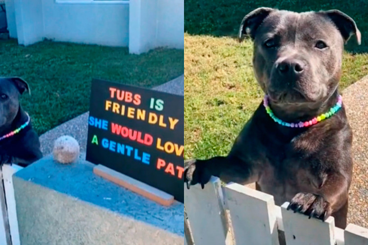 Tubs, que mora em Townsville, na Austrália, e viralizou com placa que pede carinho