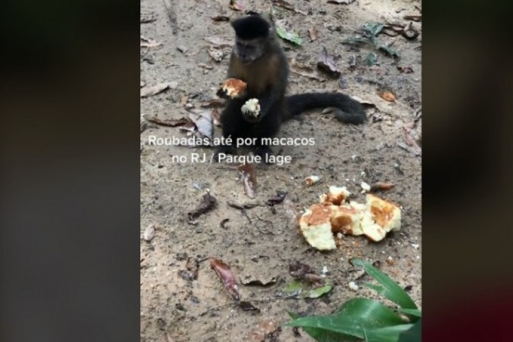 Um macaco-prego roubou um bolo inteiro de um piquenique no Rio de Janeiro