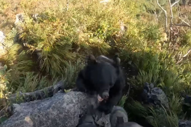 Momento em que alpinista é atacado por urso durante sua escalada