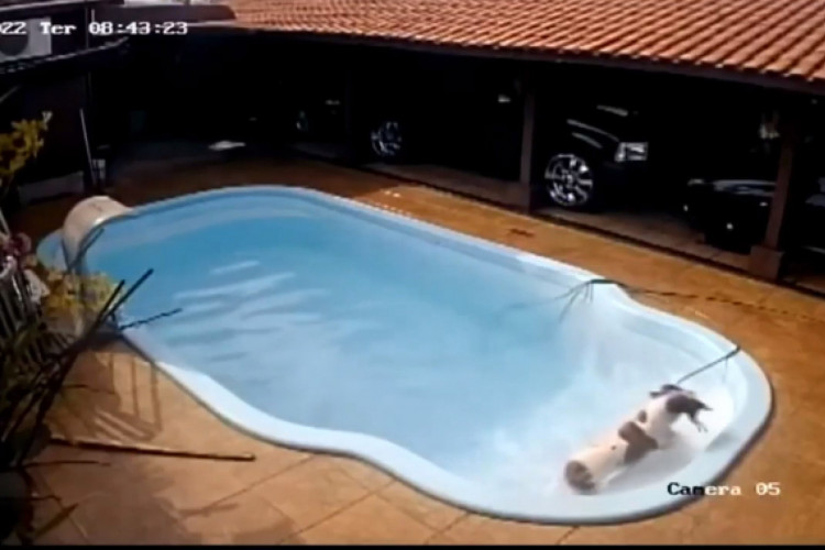 Uma pitbull salvou 'seu irmão' chihuahua de se afogar na piscina