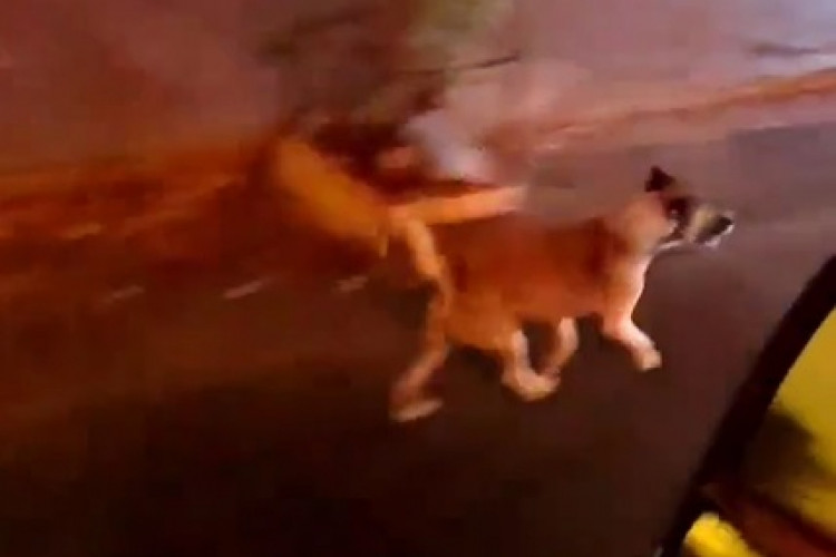 Um cachorro seguiu uma ambulância do Samu Ceará, que socorreu sua tutora e foi gravado pela equipe do Samu