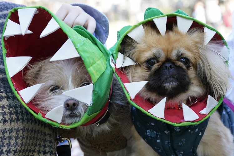 Os cães competem na 32ª Tompkins Square Halloween Dog Parade em 22 de outubro de 2022, na Tompkins Square, em Nova York
