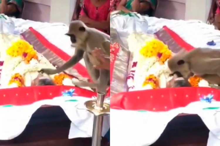 A amizade entre os dois começou quando Rajan começou a cuidar do macaco e alimentá-lo pelas ruas da cidade