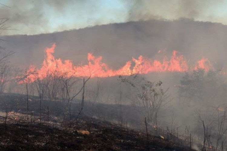 Neste ano, Ceará registrou pouco menos de mil focos de calor