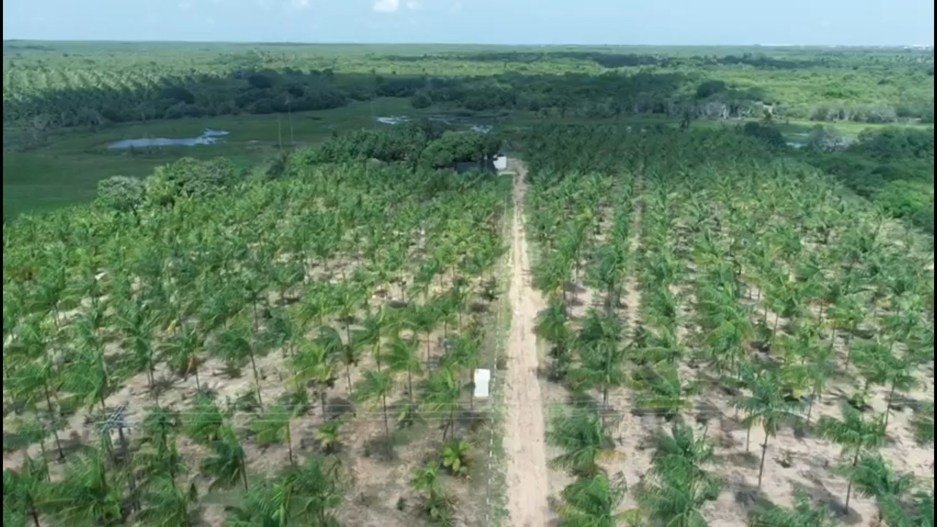 Área de 5 hectares de produção de açaí em Paracuru foi o projeto piloto da Agropar no Ceará (Foto: Divulgação)