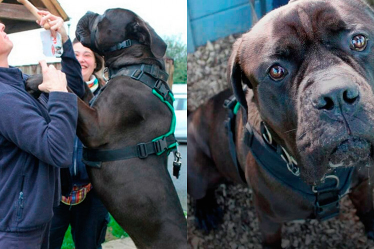 Basher, o "cachorro gigante", ganhou um novo lar após três ser devolvidos três vezes pelo abrigo por ter 1,80 m