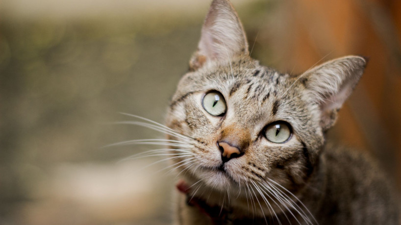 17 de fevereiro é Dia Mundial dos Gatos. Veja cuidados com a saúde dos felinos