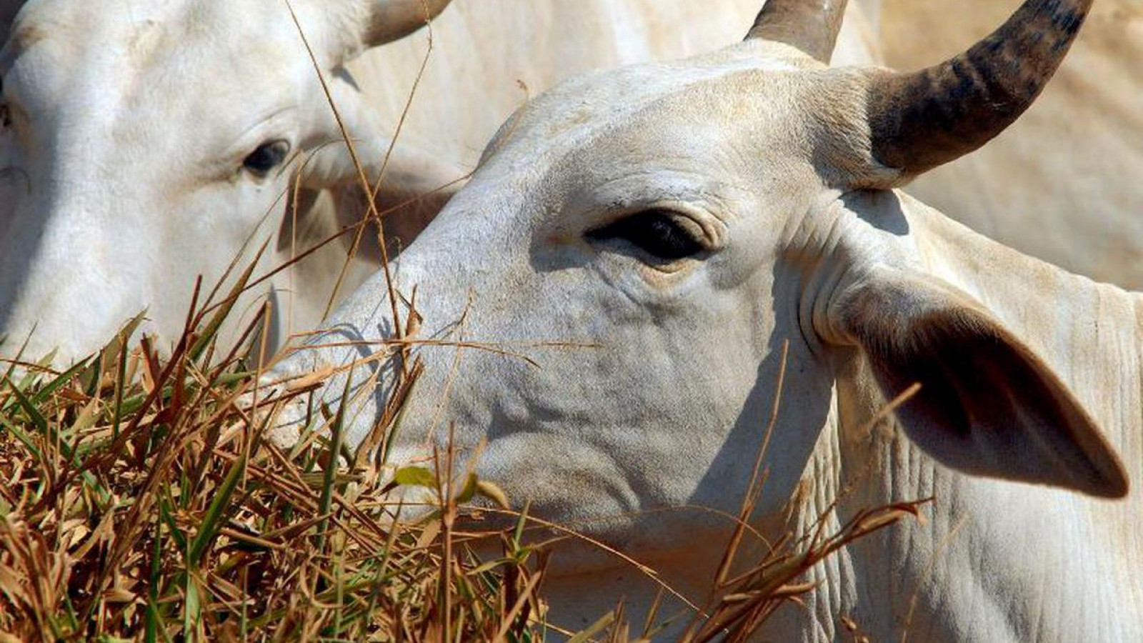 Brasil deve vacinar 161 milhões de bovinos e bubalinos contra aftosa