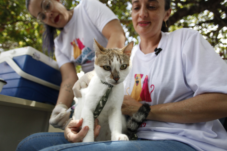 Imagem de apoio ilustrativo: CAMPANHA de Vacinação Antirrábica 2022 foi lançada no dia 4 de novembro contemplando os animais de estimação a partir de 2 meses de idade