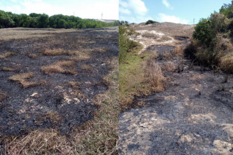 Em menos de dois meses, o Ecomuseu Natural do Mangue registrou três incêndios no manguezal da Sabiaguaba, em Fortaleza