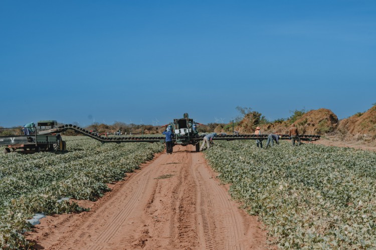 Dentre os setores pesquisados, agropecuária foi o que mais cresceu no Ceará