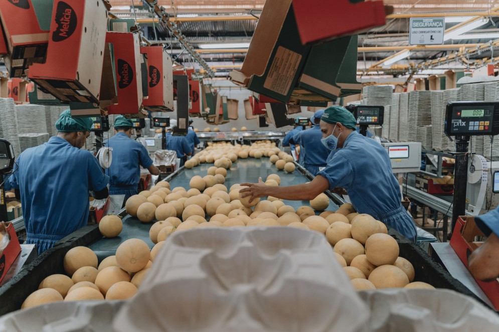 O melão produzido no Ceará é destaque no mercado internacional (Foto: JÚLIO CAESAR)