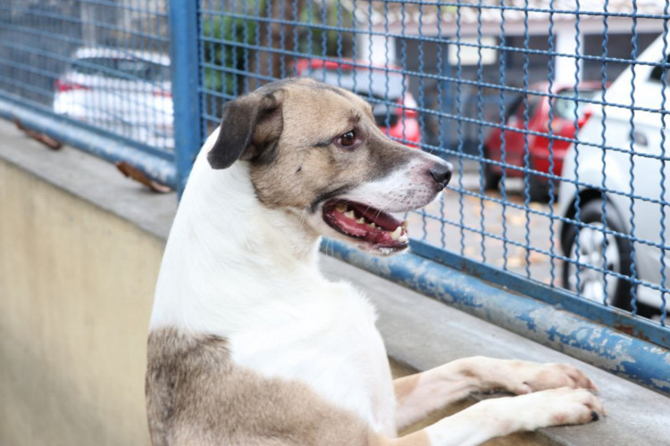 Fogos podem perturbar os pets; veja dicas que podem ajudar