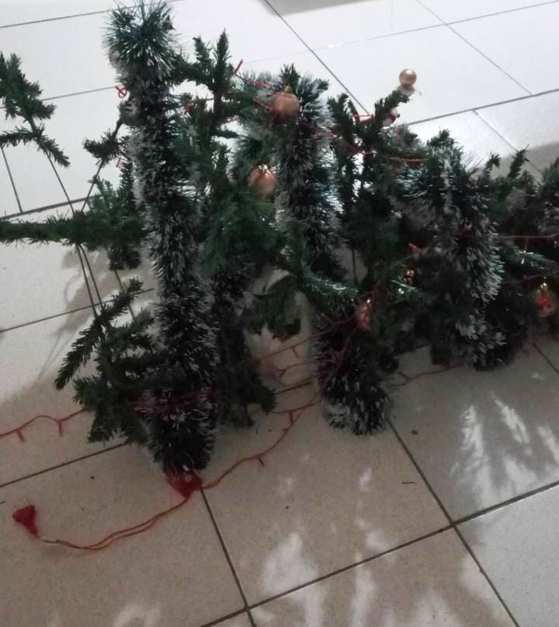 Gatinha Sandy após derrubar a árvore de natal na sala de casa