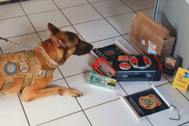 A polícia identificou as drogas a partir de exames preliminares