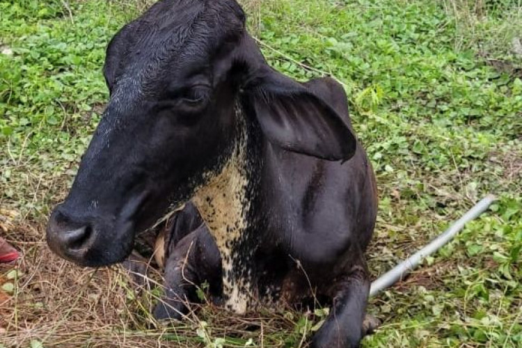 Vaca resgatada após cair em buraco