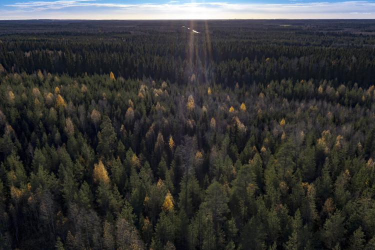 Esta foto de arquivo aéreo tirada em 06 de outubro de 2022 mostra a Floresta Boreal, acima do Círculo Polar Ártico na Lapônia finlandesa