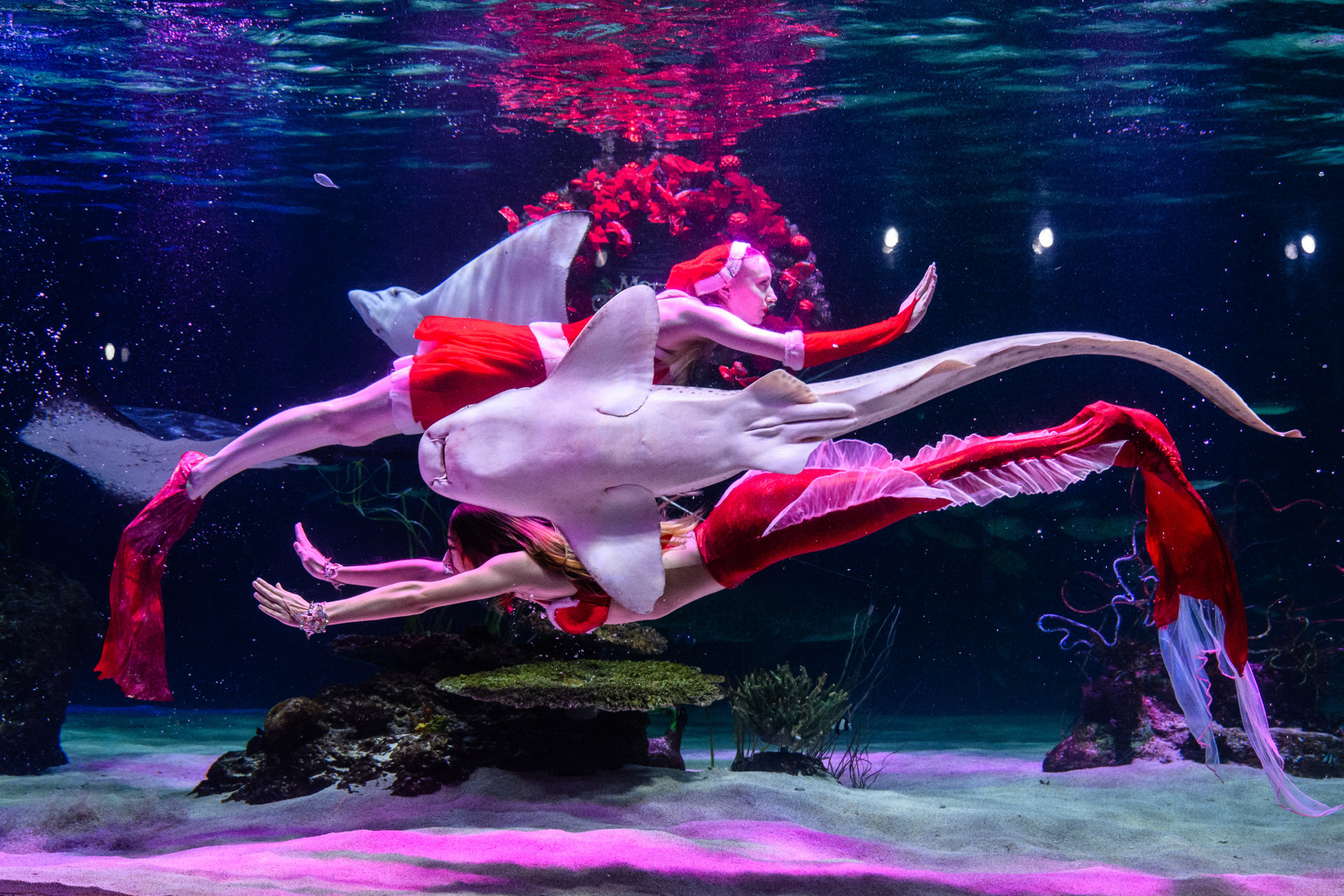 Mergulhadores se apresentam durante um show subaquático com tema natalino no aquário Aqua Planet 63 em Seul em 8 de dezembro de 2022.
 (Foto: Anthony Wallace / AFP)