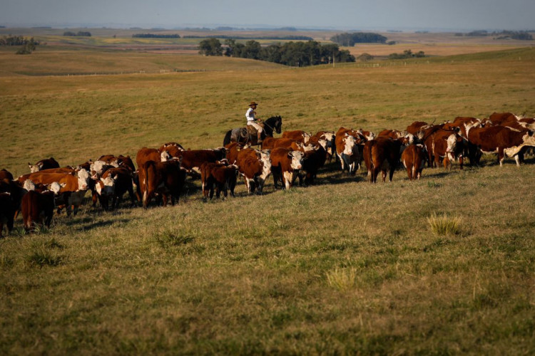 Vacinação contra febre aftosa é prorrogada até 17 de dezembro