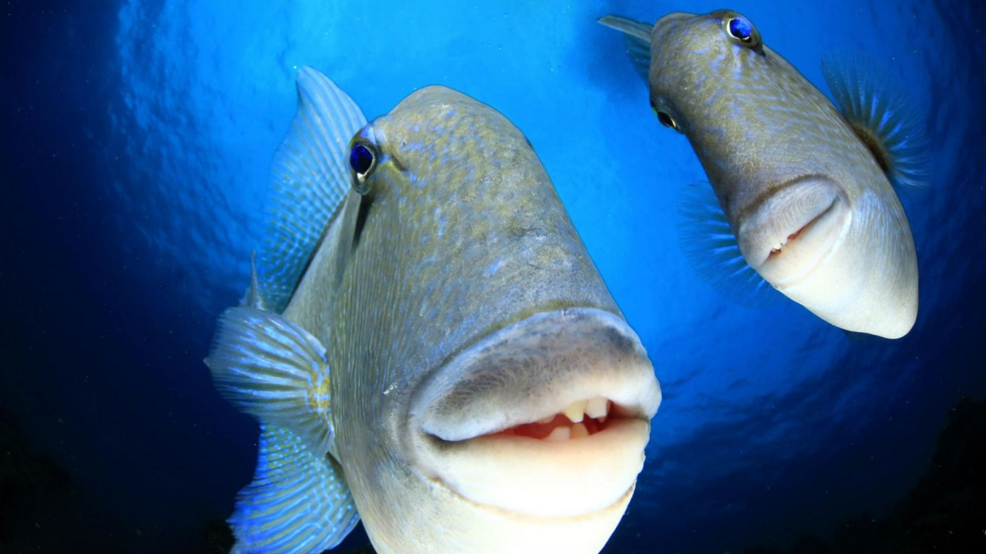 Peixes parecem posar para foto