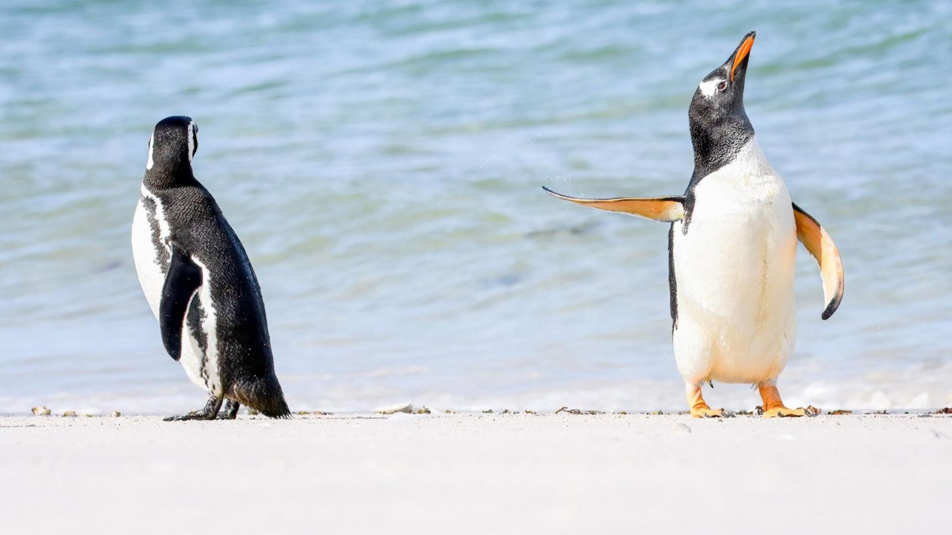 Um pinguim "esnoba" o seu companheiro nas ilhas Malvinas