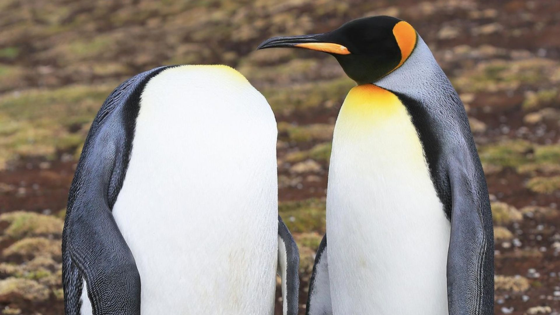 Momento captura um pinguim "sem cabeça"