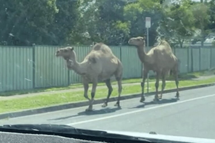 Ninguém ficou ferido e os animais já foram resgatados
