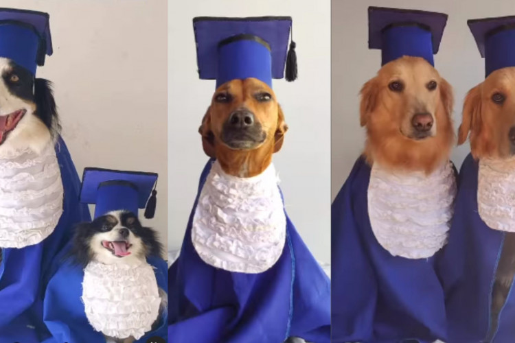 Cães posam para foto usando beca de formatura