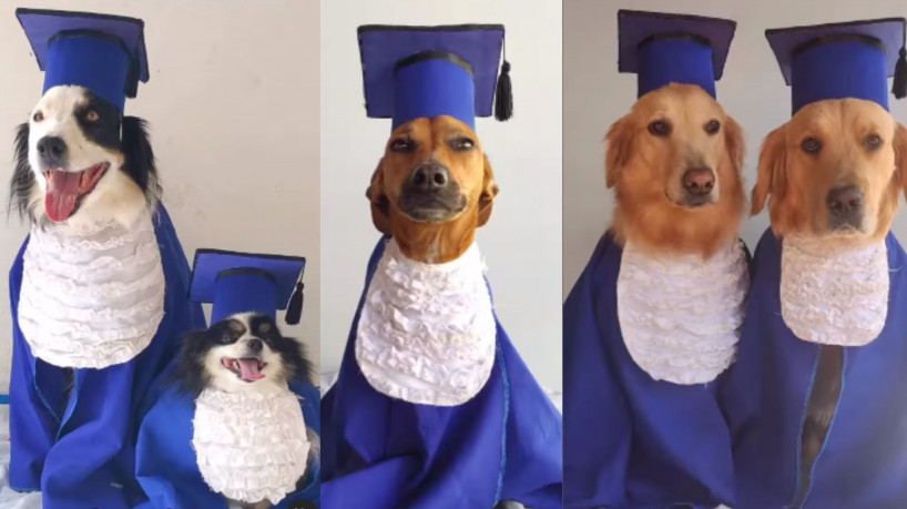 Cães Ganham Cãolação De Grau Com Direito A Beca Diploma Boletim E Formatura Viraliza 