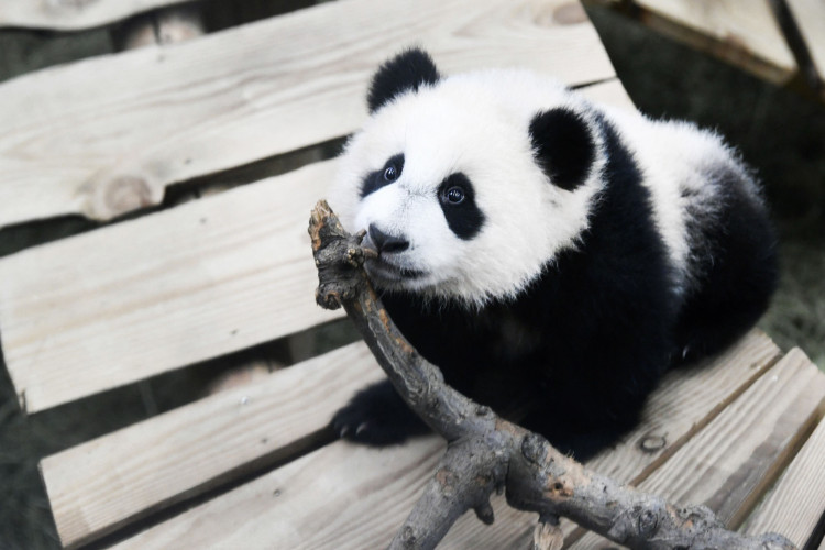 Panda no zoológico da Austrália