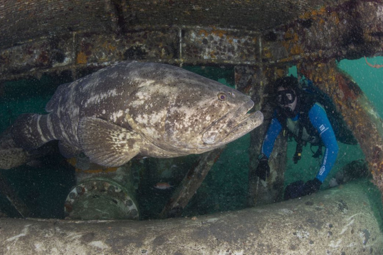 Prêmio de conservação da biodiversidade marinha prorroga inscrições