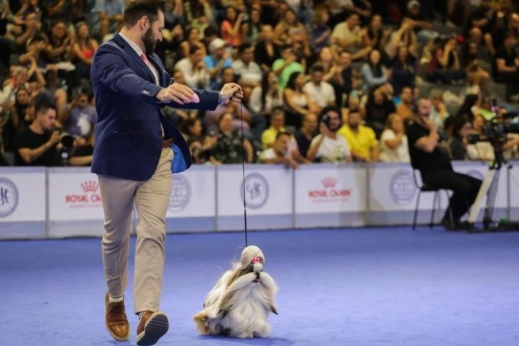 BR Pepper's Shade of Joy e seu tutor, Charly Andrade, durante o World Dog Show 2022